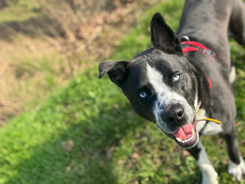 Flynn | Siberian Husky Cross | Basildon (Essex) - 4