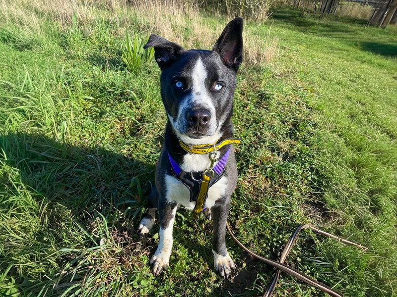 Flynn | Siberian Husky Cross | Basildon (Essex) - 6