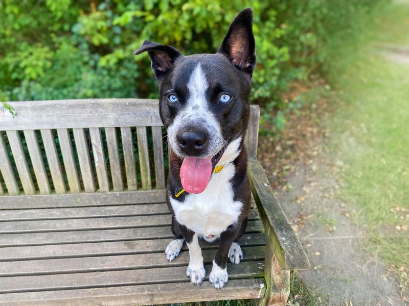 Flynn | Siberian Husky Cross | Basildon (Essex) - 12