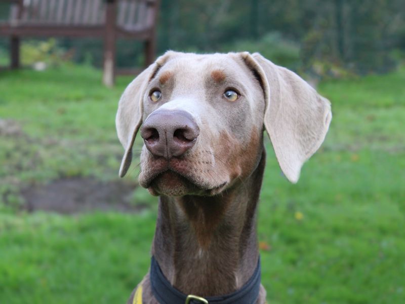 Doberman for adoption in Liverpool, Merseyside – 10 months old - Image 4 of 5