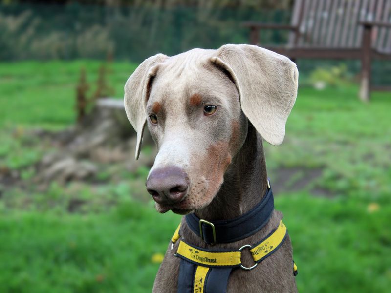 Doberman for adoption in Liverpool, Merseyside – 10 months old - Image 5 of 5