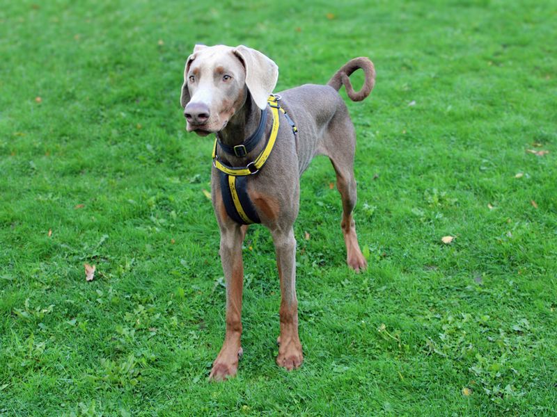 Doberman for adoption in Liverpool, Merseyside – 10 months old - Image 2 of 5
