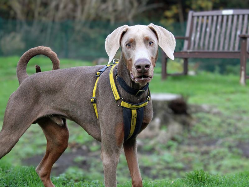 Doberman for adoption in Liverpool, Merseyside – 9 months old