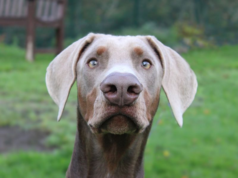 Doberman for adoption in Liverpool, Merseyside – 10 months old - Image 3 of 5