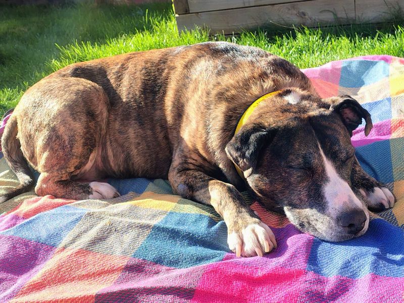 Staffordshire Bull Terrier for adoption in Evesham, Worcestershire – 11 years old - Image 2 of 3