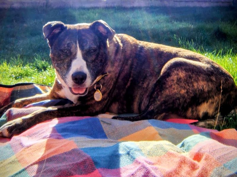 Staffordshire Bull Terrier for adoption in Evesham, Worcestershire – 11 years old - Image 3 of 3