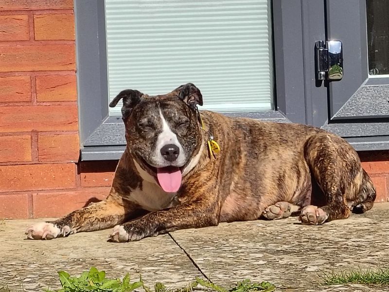 Staffordshire Bull Terrier for adoption in Evesham, Worcestershire – 11 years old