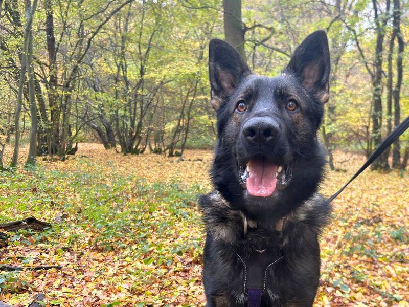 German Shepherd for adoption in Uxbridge, London – 1 year old - Image 2 of 3