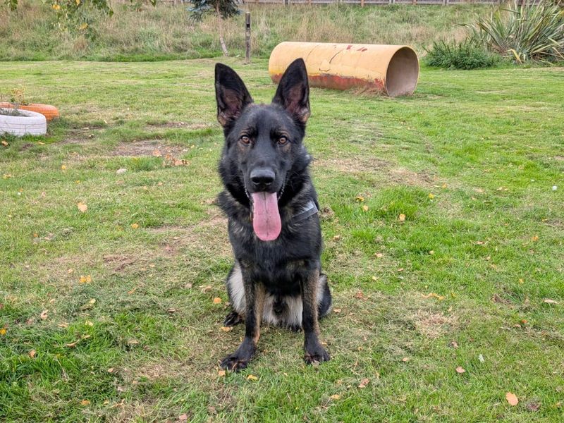 German Shepherd for adoption in Uxbridge, London – 1 year old