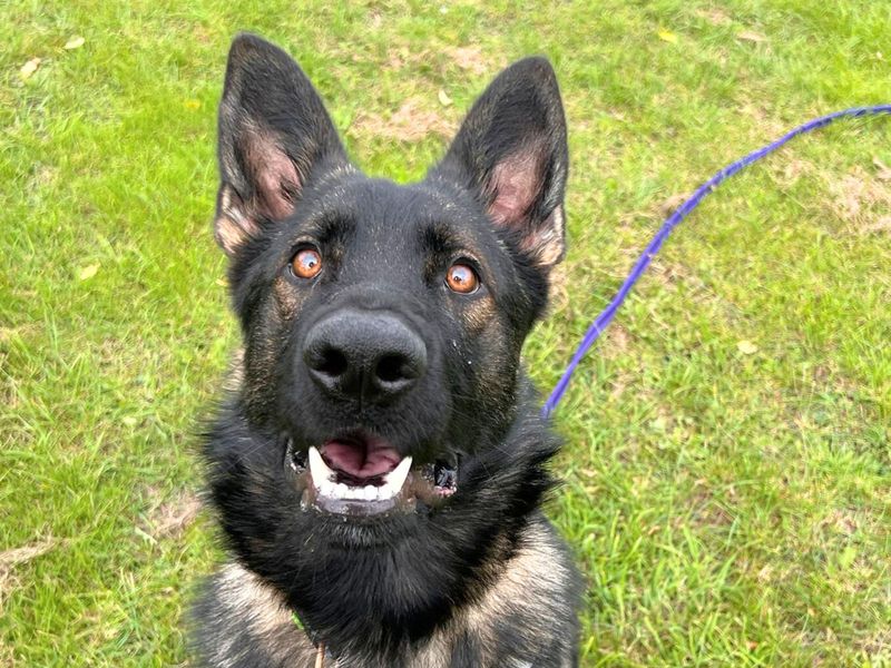 German Shepherd for adoption in Uxbridge, London – 1 year old - Image 3 of 3