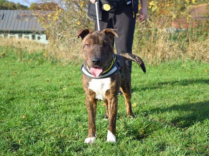 undefined | Terrier (Staffordshire Bull) Cross | undefined - 4