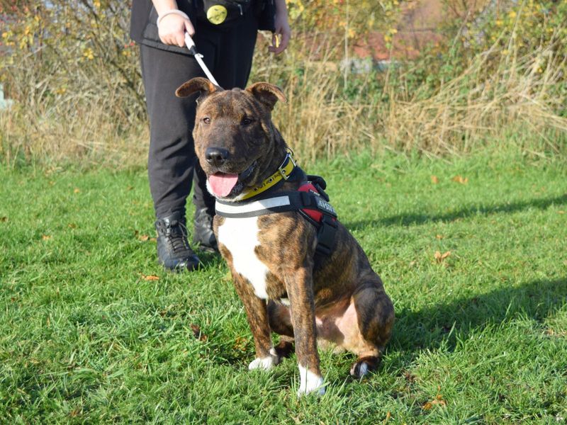 undefined | Terrier (Staffordshire Bull) Cross | undefined - 2