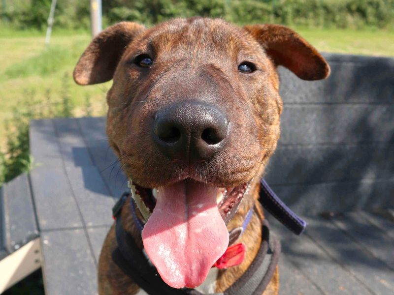 Dave | Terrier (Staffordshire Bull) Cross | Harefield West London - 4