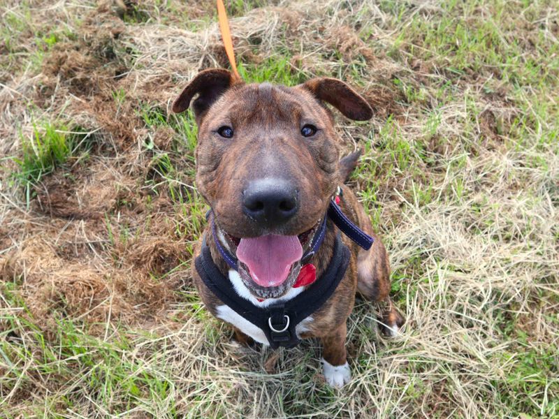 Dave | Terrier (Staffordshire Bull) Cross | Harefield West London - 5
