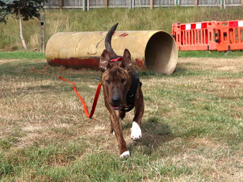 Dave | Terrier (Staffordshire Bull) Cross | Harefield West London - 1
