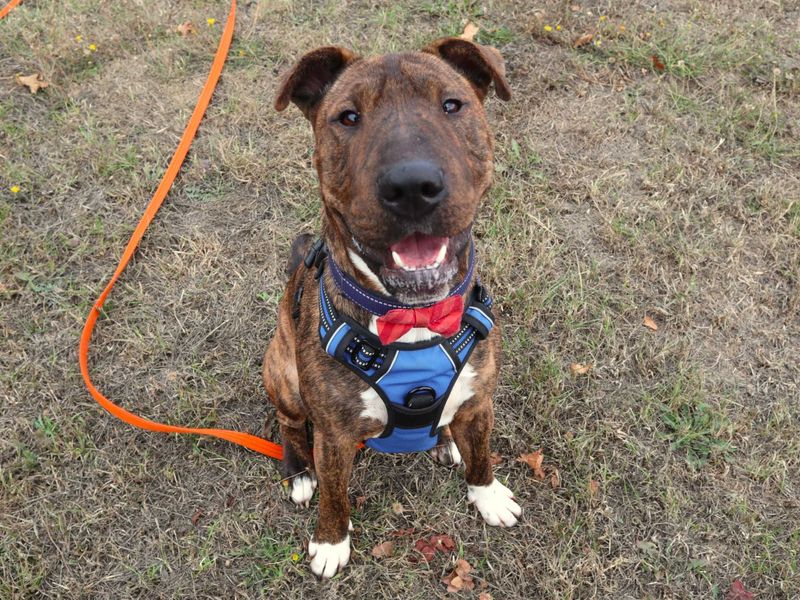 Dave | Terrier (Staffordshire Bull) Cross | Harefield West London - 7