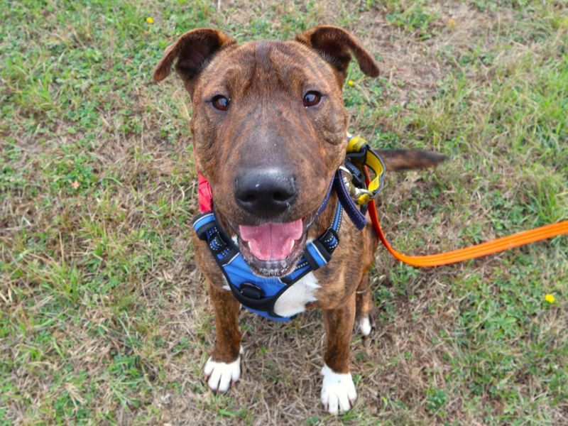 Dave | Terrier (Staffordshire Bull) Cross | Harefield West London - 2