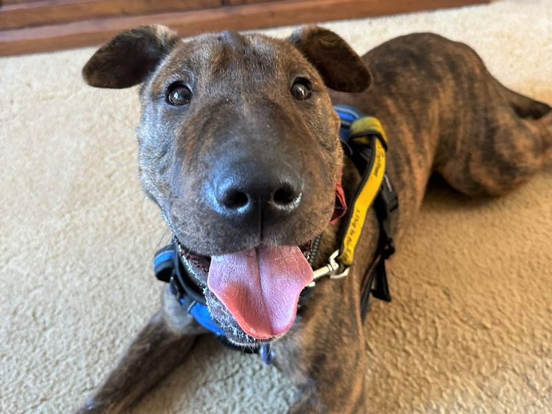 Dave | Terrier (Staffordshire Bull) Cross | Harefield West London - 3
