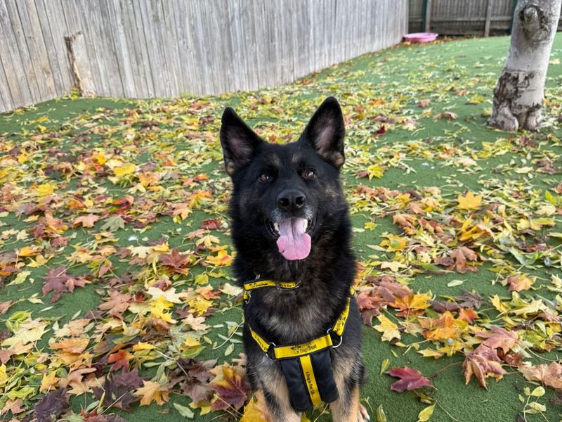 German Shepherd for adoption in Uxbridge, London – 4 years old