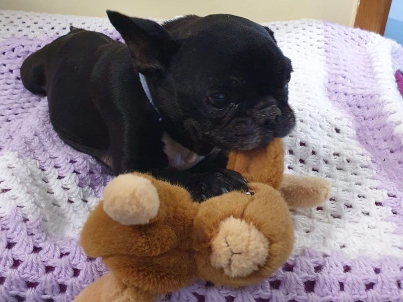 Doris | French Bulldog Cross | Harefield West London - 2