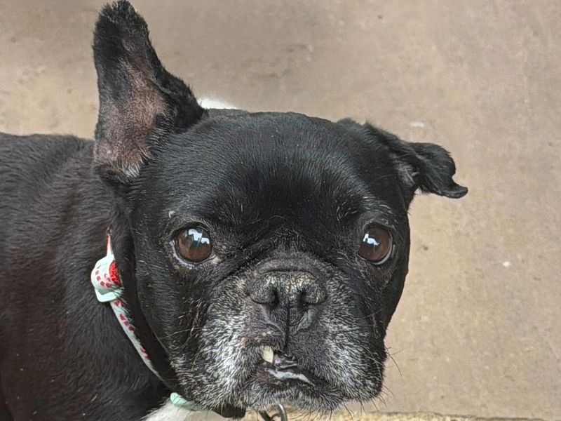 Doris | French Bulldog Cross | Harefield West London - 3