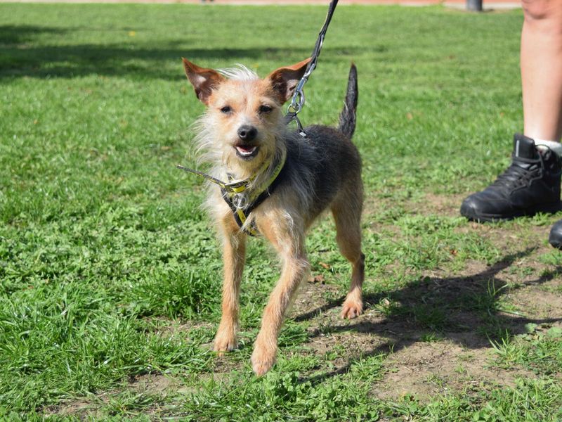 Dorothy | Crossbreed | Harefield West London - 1