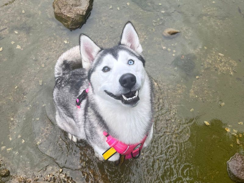 Siberian Husky for adoption in Uxbridge, London – 2 years old - Image 3 of 5