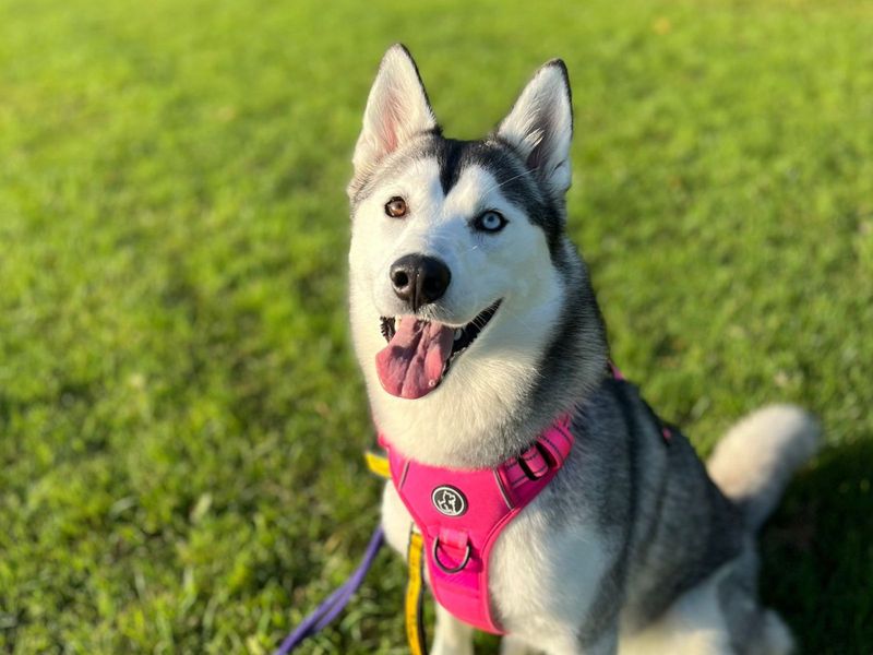 Siberian Husky for adoption in Uxbridge, London – 2 years old - Image 4 of 5