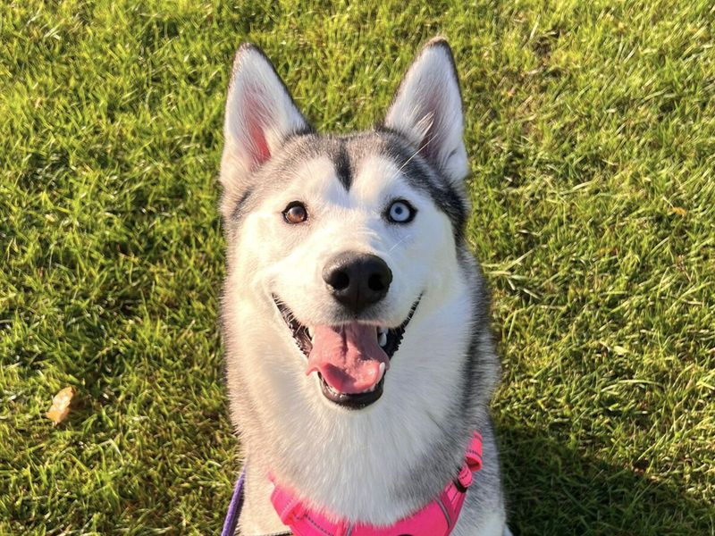 Siberian Husky for adoption in Uxbridge, London – 2 years old - Image 5 of 5