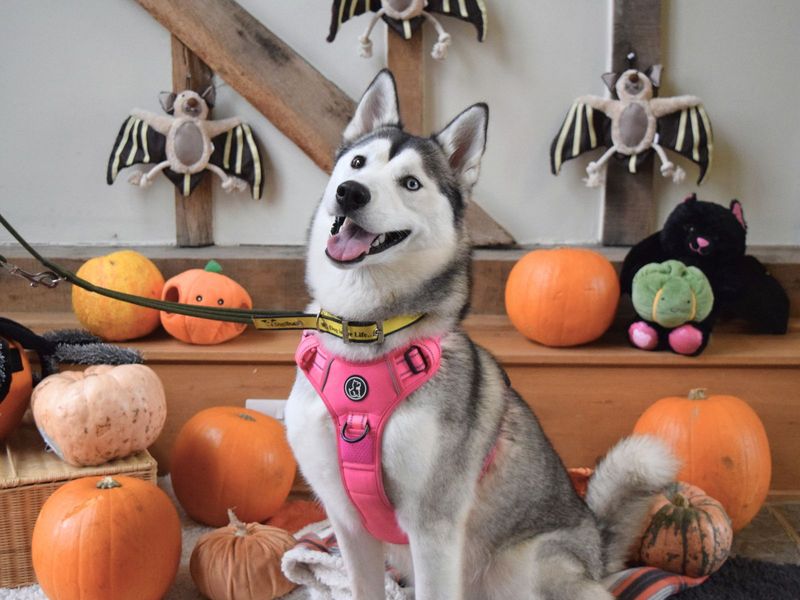 Siberian Husky for adoption in Uxbridge, London – 2 years old