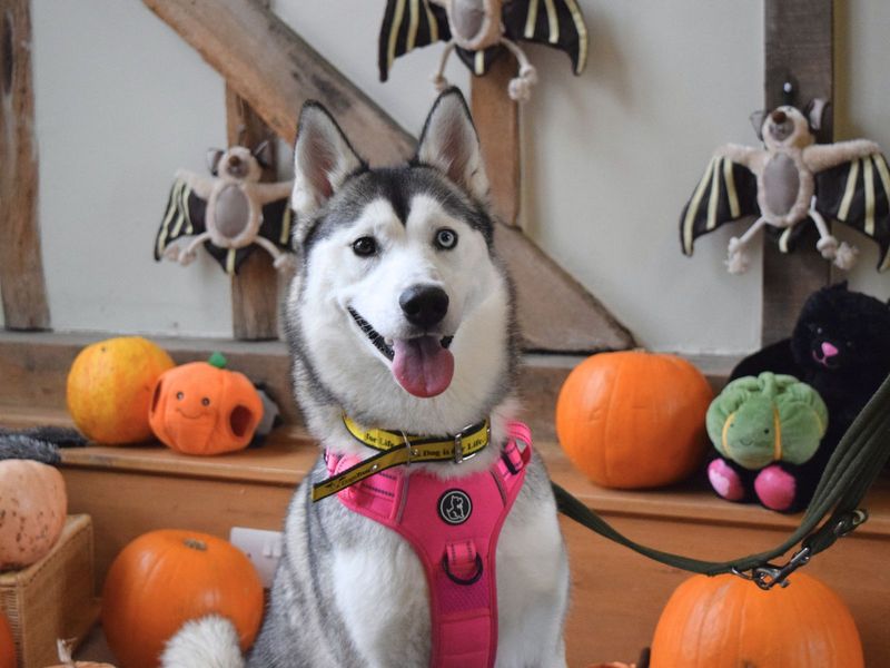 Siberian Husky for adoption in Uxbridge, London – 2 years old - Image 2 of 5