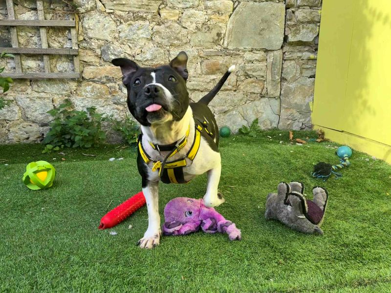 Staffordshire Bull Terrier for adoption in West Calder, West Lothian – 4 years old - Image 3 of 4