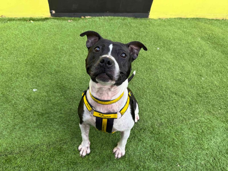 Staffordshire Bull Terrier for adoption in West Calder, West Lothian – 4 years old - Image 4 of 4