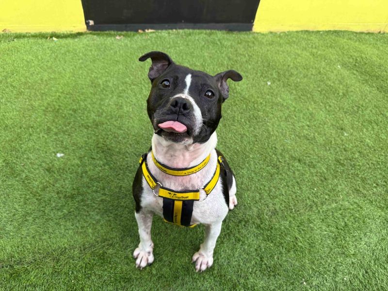 Staffordshire Bull Terrier for adoption in West Calder, West Lothian – 4 years old