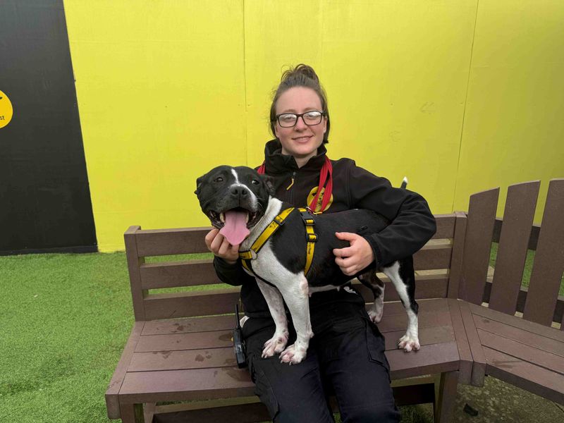 Staffordshire Bull Terrier for adoption in West Calder, West Lothian – 4 years old - Image 2 of 4