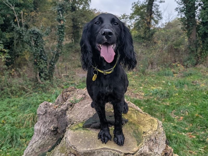 Cocker Spaniel for adoption in Newbury, Berks – 2 years old