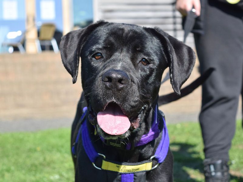 Cane Corso for adoption in Uxbridge, London – 1 year old - Image 2 of 2