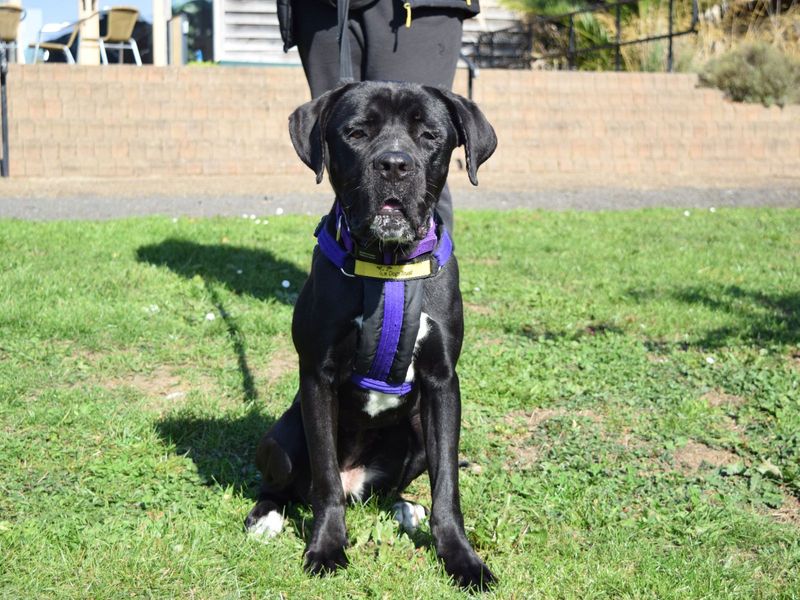 Cane Corso for adoption in Uxbridge, London – 1 year old