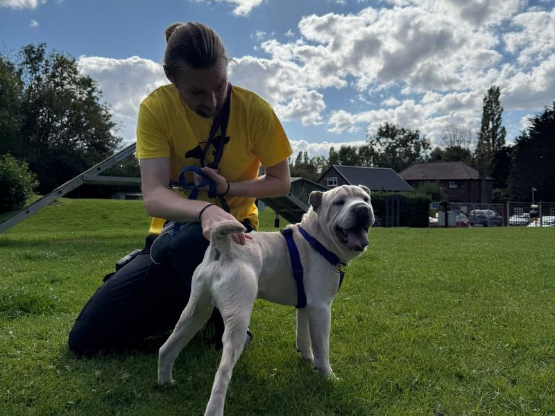 French Bulldog for adoption in Liverpool, Merseyside – 1 year old