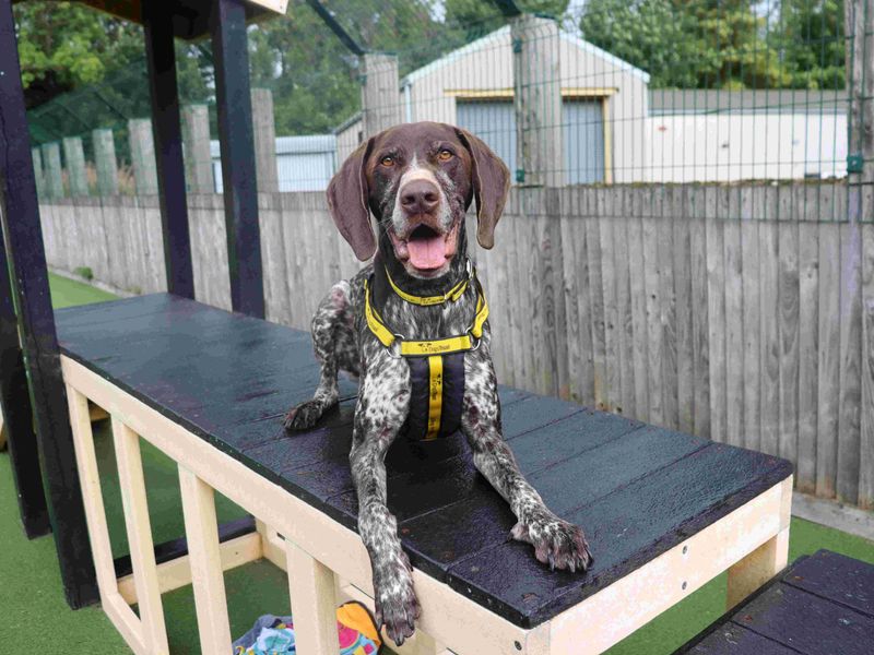 Woody | Pointer (German Shorthaired) | Glasgow - 4