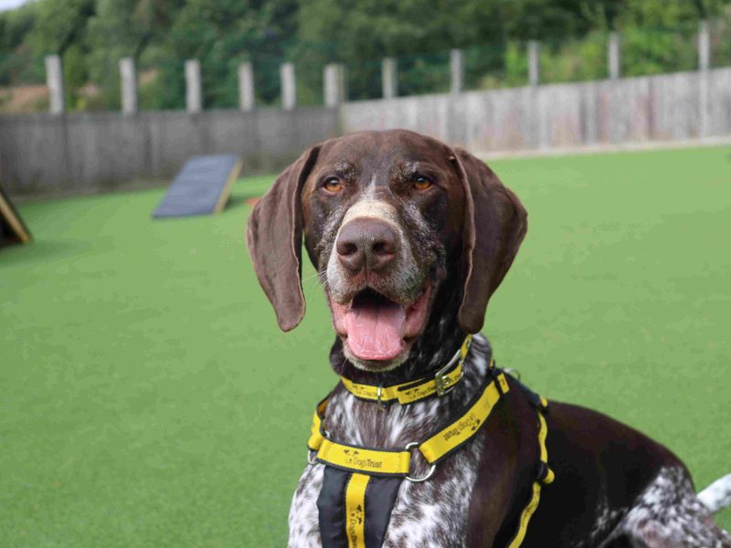 Woody | Pointer (German Shorthaired) | Glasgow - 5
