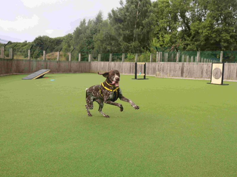 Woody | Pointer (German Shorthaired) | Glasgow - 2