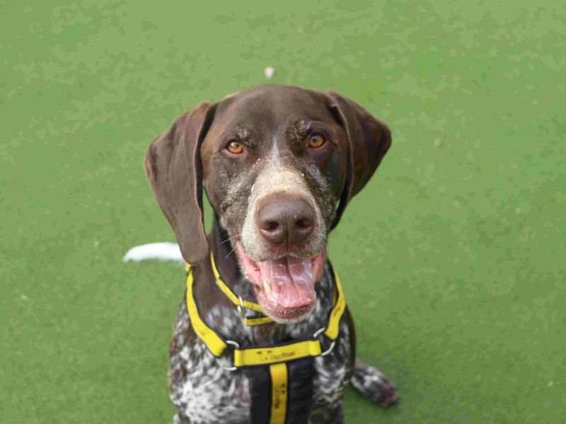 Woody | Pointer (German Shorthaired) | Glasgow - 3