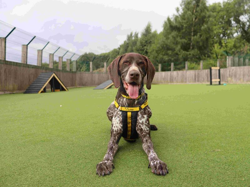 Woody | Pointer (German Shorthaired) | Glasgow - 1