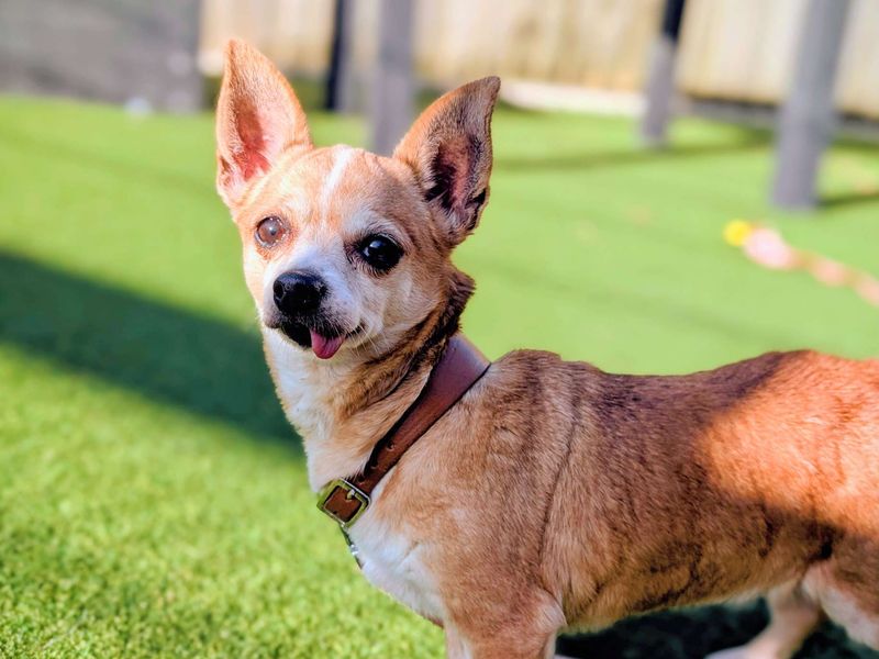 Chihuahua for adoption in Cardiff, Glamorgan – 9 years old - Image 5 of 5