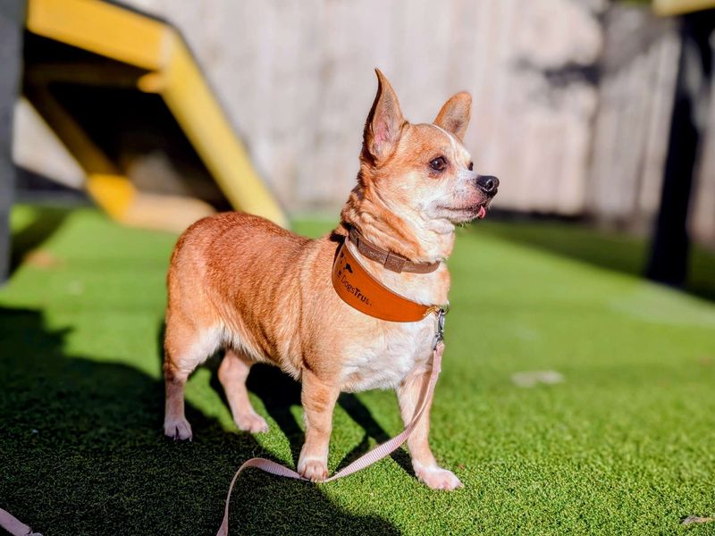 Chihuahua for adoption in Cardiff, Glamorgan – 9 years old - Image 3 of 5