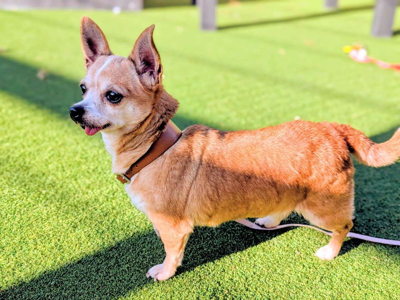 Chihuahua for adoption in Cardiff, Glamorgan – 9 years old - Image 4 of 5