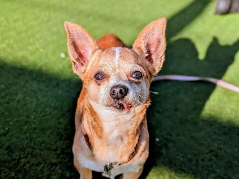 Chihuahua for adoption in Cardiff, Glamorgan – 9 years old