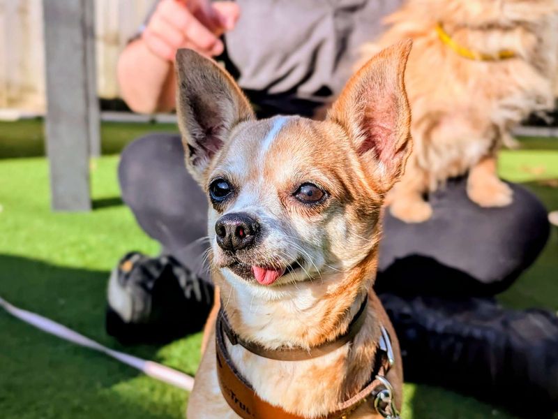 Chihuahua for adoption in Cardiff, Glamorgan – 9 years old - Image 2 of 5