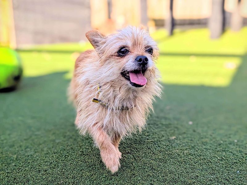 Pixie | Chihuahua (Smooth Coat) | Cardiff - 1